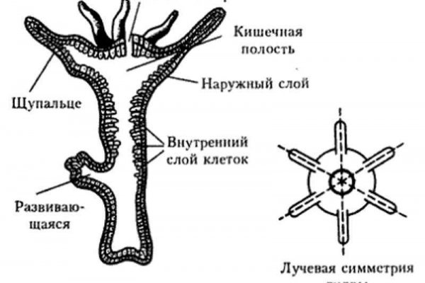 Кракен онион